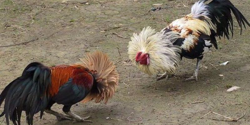 Gà Đá Thái Lan Kịch Tính Hấp Dẫn Không Có Hồi Kết 2 Điểm ưu tú của gà đá Thái